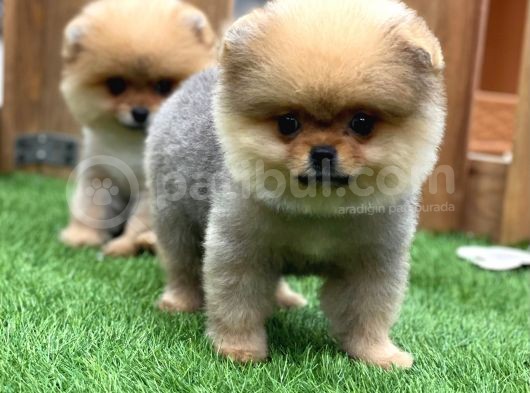Teddy Bear Pomeranian Boo Yavrularımız