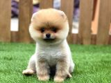 Orijinal Pomeranian Boo Yavrularımız
