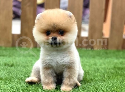 Orijinal Pomeranian Boo Yavrularımız görsel