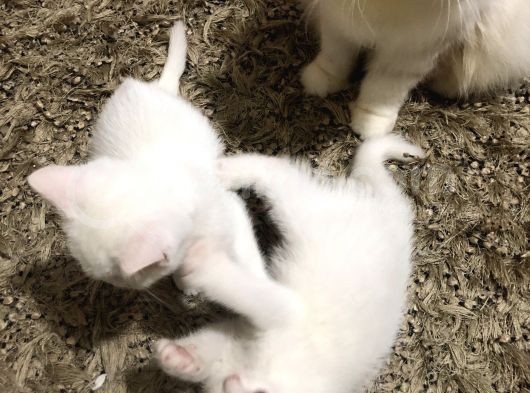 3 Aylık British Shorthair Yavrular Yuvalarına Gitmeye Hazır görsel