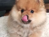 3 Aylık Gülen Surat Pomeranian Boo