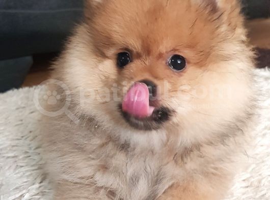 3 Aylık Gülen Surat Pomeranian Boo görsel