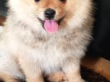 3 Aylık Gülen Surat Pomeranian Boo