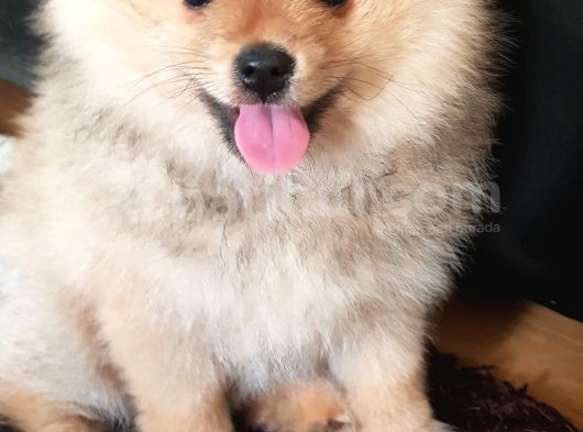 3 Aylık Gülen Surat Pomeranian Boo