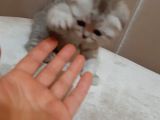 Scottish Fold Yavru