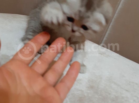 Scottish Fold Yavru görsel