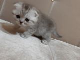 Scottish Fold Yavru