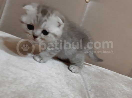 Scottish Fold Yavru görsel