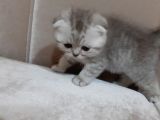 Scottish Fold Yavru