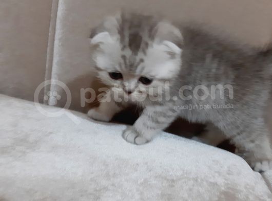 Scottish Fold Yavru görsel