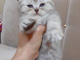 Scottish Fold Yavru