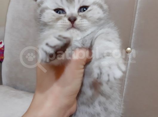 Scottish Fold Yavru görsel