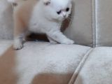 Scottish Fold Yavru Kedi