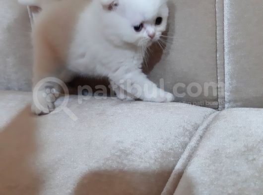 Scottish Fold Yavru Kedi görsel