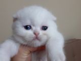 Scottish Fold Yavru Kedi