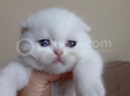 Scottish Fold Yavru Kedi görsel