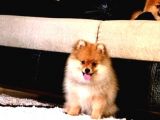 3 Aylık Gülen Surat Pomeranian Boo