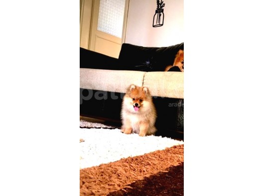3 Aylık Gülen Surat Pomeranian Boo görsel