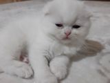 Scottish Fold Yavru Kedi