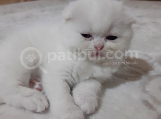 Scottish Fold Yavru Kedi görsel
