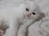 Scottish Fold Yavru Kedi