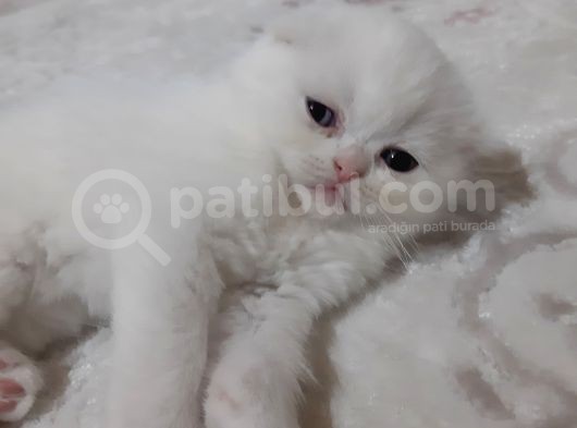 Scottish Fold Yavru Kedi görsel