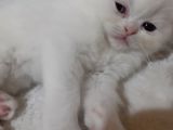 Scottish Fold Yavru Kedi
