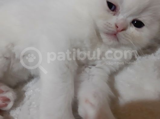 Scottish Fold Yavru Kedi