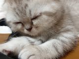 Scottish Fold Yavru