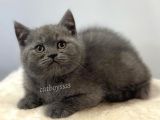 Blue British Shorthair Dişi Yavrumuz