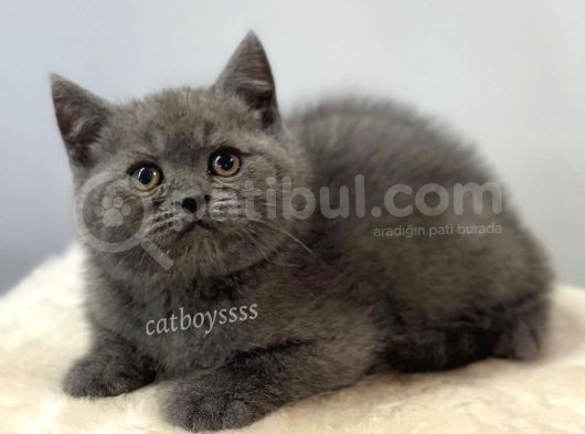 Blue British Shorthair Dişi Yavrumuz görsel