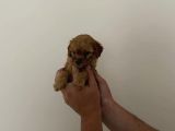 Mini Teacup Toy Poodle Yavrularımız