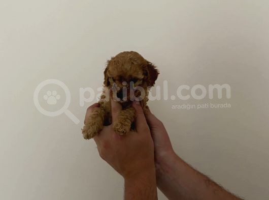 Mini Teacup Toy Poodle Yavrularımız görsel