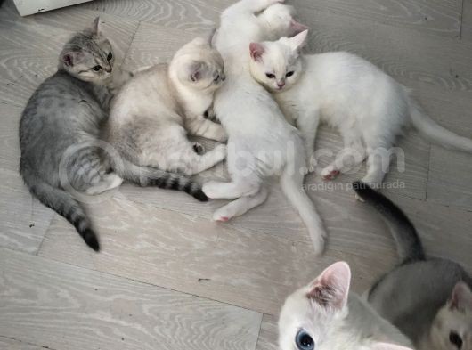 3 Aylık British Shorthair Yavrular Yuvalarına Gitmeye Hazır görsel