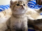 Golden Scottish Fold