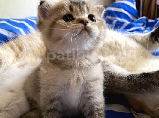 Golden Scottish Fold görsel