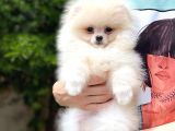 Tatlı Pomeranian