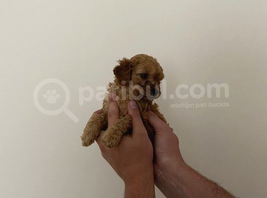 Mini Teacup Toy Poodle Yavrularımız görsel