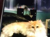 British Longhair Kedimiz 2 Yaşında Çok Tatlı Erkek Gözleri Yeşil Tüyleri Sarıdır Kısırlaştırılmış