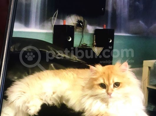 British Longhair Kedimiz 2 Yaşında Çok Tatlı Erkek Gözleri Yeşil Tüyleri Sarıdır Kısırlaştırılmış görsel