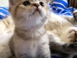 Golden Scottish Fold