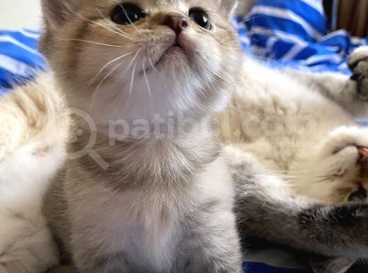 Golden Scottish Fold görsel