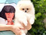 Tatlı Pomeranian