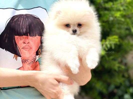 Tatlı Pomeranian