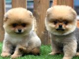 Teddy Bear Pomeranian Boo Yavrularımız
