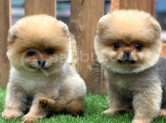 Teddy Bear Pomeranian Boo Yavrularımız görsel