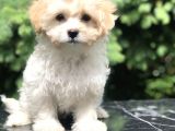 Böyle Tatlı Maltipoo Görülmedi