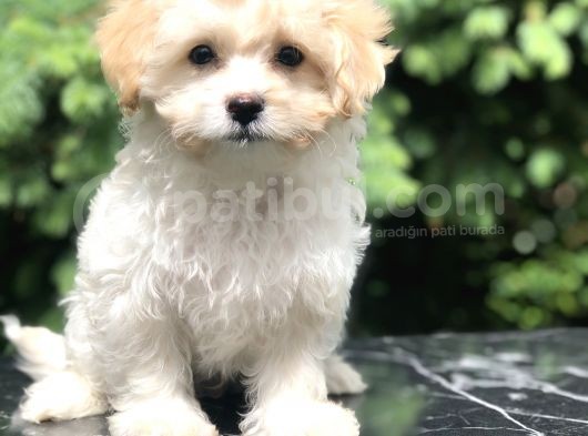 Böyle Tatlı Maltipoo Görülmedi