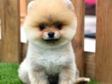 Orijinal Pomeranian Boo Yavrularımız
