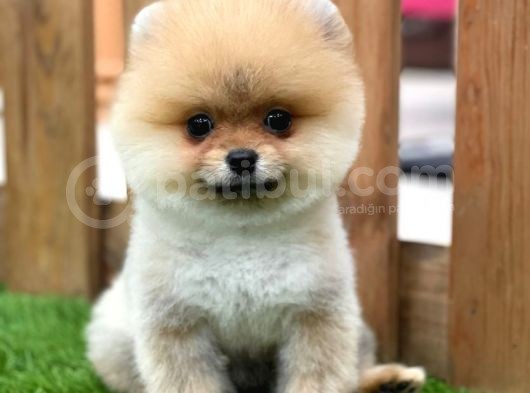 Orijinal Pomeranian Boo Yavrularımız görsel